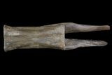 Gorgeous Struthiomimus Caudal Vertebra - Montana #92801-2